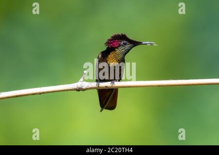 Ein Ruby Topaz Kolibri, der auf einem Ast mit einem glatten grünen Hintergrund in natürlichem Licht steht. Stockfoto