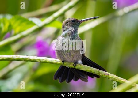 Ein juveniler Kupferkolbenvogel, der sich ausdehnt und zur Seite schaut, während er in einem Vervain-Fleck in einem tropischen Garten sitzt. Stockfoto