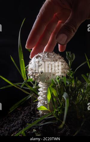 Nahaufnahme eines kleinen weißen Amanita Pilzes auf Schwarz. Es ist eine seltene Sorte von amanita, genannt vittadinnii. In einigen Ländern als essbar angesehen. Hand Stockfoto