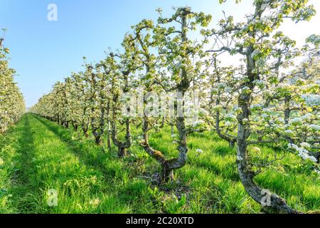 Frankreich, Loiret, Saint Pryve Saint Mesmin, alter Birnengarten im Frühjahr in U gefahren // Frankreich, Loiret (45), Saint-Pryvé-Saint-Mesmin, verger de vieux POI Stockfoto