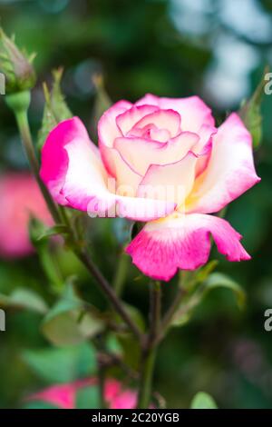 Wilde Rose im Garten, grüne Blätter Hintergrund. Gartenkonzept. Einzelne rosa und weiße Blume Nahaufnahme Stockfoto