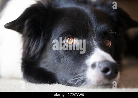Border Collie liegt nahe am Liegen Stockfoto