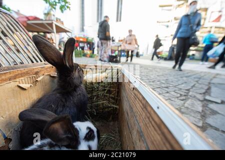 Ein Kaninchen geht aus seinem Käfig, als Menschen mit Gesichtsmasken Geschäft auf Bauernmarkt auf dem Piaristike Platz in Ceske Budejovice, Tschechische Republik, am 23. April 2020, während der Epidemie covid-19. Bestimmte Maßnahmen gegen die Ausbreitung des Coronavirus, wie etwa Menschen, die sich voneinander distanzieren und Gesichtsmasken tragen, bleiben in Tschechien mindestens bis Ende Juni in Kraft. (CTK Photo/Vaclav Pancer) Stockfoto