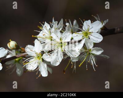 Nahaufnahme von zarten weißen Schlehdornblüten auf einem Ast im Frühjahr Stockfoto