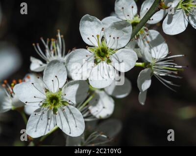 Nahaufnahme der weißen Schlehdornblüten auf einem Ast im Frühling Stockfoto
