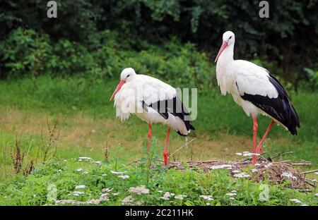 Weißstorch Ciconia ciconia auf der Wiese Stockfoto