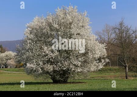 Blühender Schlamm am Stadtrand von Nutterloch Stockfoto