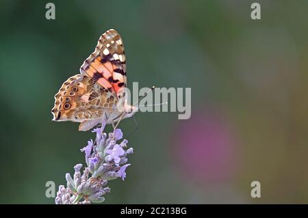 Thistle Age Vanessa cardui auf Lavendel lavandula angustifolia Stockfoto