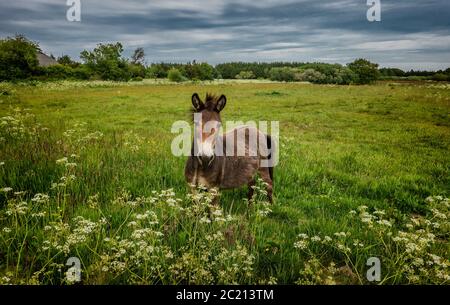 Maultier in einem Feld in Thy, Dänemark Stockfoto