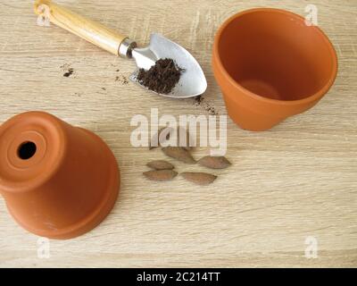Olivensamen zum Pflanzen eines Olivenbaums, Blumenerdes und Blumentopfes Stockfoto