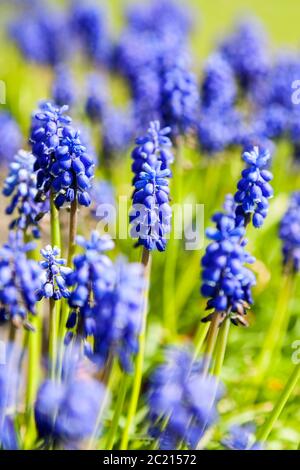 Leuchtend blaue Traubenhyazinthe-Blüten, in einem grünen Feld an einem sonnigen Tag, Portrait-Ansicht, mit einer flachen Schärfentiefe Stockfoto