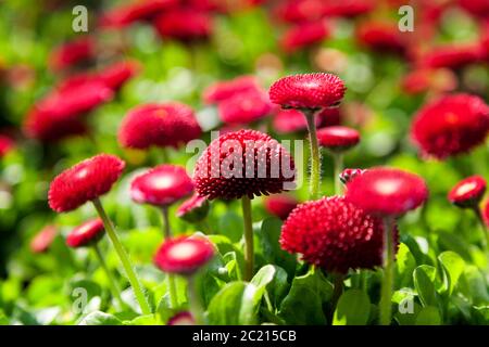 Landschaftsbild von Bellis perennis, die schöne leuchtend rote Wiese Gänseblümchen, mit grünen Schwebeflächen und mit einer flachen Tiefe des Feldes Stockfoto