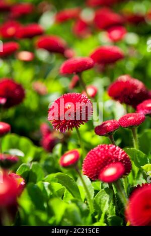 Portait Aufnahme von Bellis perennis, der schönen leuchtend roten Wiese Gänseblümchen, mit grünem Schwebegang und mit einer flachen Schärfentiefe Stockfoto