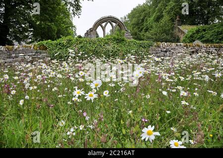 OX-Eye Gänseblümchen im Wild Flower Garden der St. Mary the Virgin Church, Middleton-in-Teesdale, County Durham, Großbritannien Stockfoto