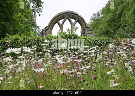 OX-Eye Gänseblümchen im Wild Flower Garden der St. Mary the Virgin Church, Middleton-in-Teesdale, County Durham, Großbritannien