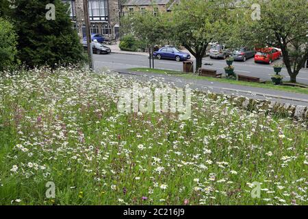 OX-Eye Gänseblümchen im Wild Flower Garden der St. Mary the Virgin Church, Middleton-in-Teesdale, County Durham, Großbritannien Stockfoto