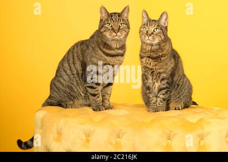Zwei europäische Kurzhaar-Katzen, männlich und weiblich, sitzen auf einem gelben chesterfield-Puff vor gelbem Hintergrund Stockfoto