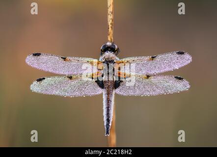 Libellula quadrimaculata - Dew bedeckt Roosting vier gepunktete Chaser Libelle auf Schilf V x15 Fokus gestapelte Bild Flügel ausgestreckt weichen Hintergrund. H Stockfoto