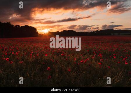 Hintergrundbeleuchteter stimmungsvolle Sonnenaufgang über Norfolk Mohn Feld i.. Heacham, Juni 2020 Stockfoto