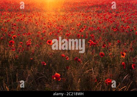 Beleuchtetes Norfolk-Mohn-Feld in goldenem Licht getaucht. Heacham, Juni 2020 Stockfoto
