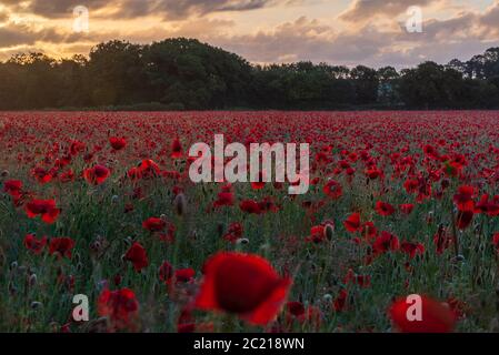 Hintergrundbeleuchteter stimmungsvolle Sonnenaufgang über Norfolk Mohn Feld ii. Heacham, Juni 2020 Stockfoto