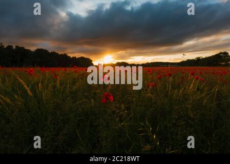 Hinterleuchtete stimmungsvolle Sonnenaufgang über Norfolk Mohn Feld III. Heacham, Juni 2020 Stockfoto