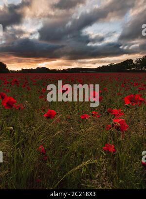 Beleuchteter stimmungsvolle Sonnenaufgang über Norfolk Mohn Feld v. Heacham, Juni 2020 Stockfoto