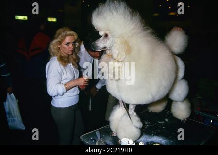 Standard Poodle show Hund. Die crufts Dog Show. Earls Court. London. Ca. 1989 Stockfoto