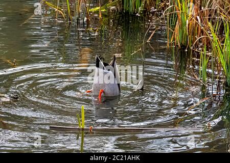 Mallard - Wilde Ente spielt Versteckspiel in Octagon Lake - Stowe, Buckinghamshire, Großbritannien Stockfoto