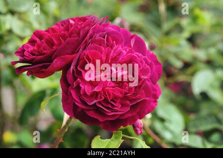 Die samtigen burgunderroten Rosen von rosa munstead Holz 'ausbernard' in Blüte Stockfoto