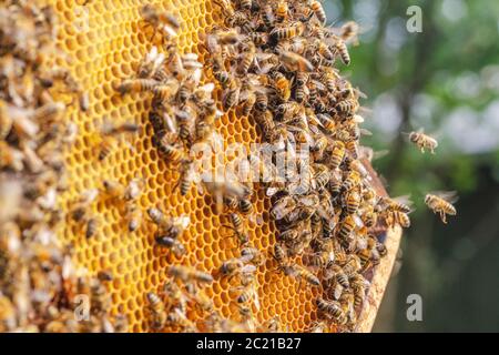 Fleißige Bienen auf Wabe in Bienenhaus Stockfoto