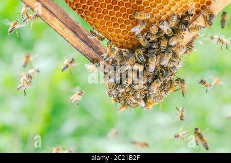 Fleißige Bienen auf Wabe in Bienenhaus Stockfoto