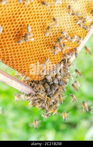 Fleißige Bienen auf Wabe in Bienenhaus Stockfoto