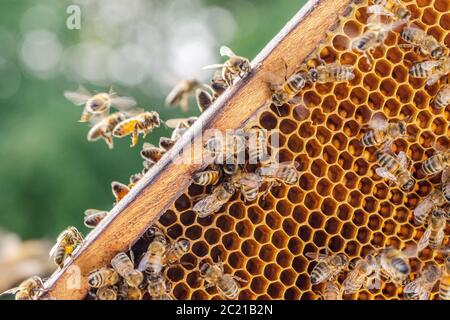 Fleißige Bienen auf Wabe in Bienenhaus Stockfoto