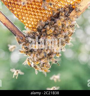 Fleißige Bienen auf Wabe in Bienenhaus Stockfoto