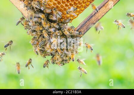 Fleißige Bienen auf Wabe in Bienenhaus Stockfoto