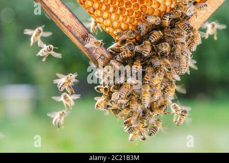 Fleißige Bienen auf Wabe in Bienenhaus Stockfoto