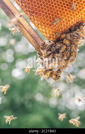 Fleißige Bienen auf Wabe in Bienenhaus Stockfoto