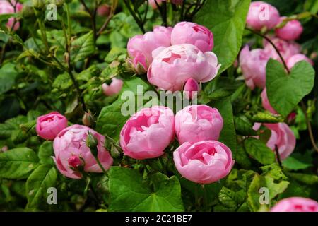 Hübsche rosa schalenrosa Bourbon Rose, rosa 'raubritter macrantha' in Blüte Stockfoto