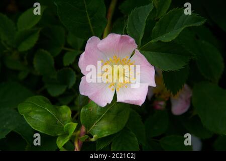 Hündchen (Rosa canina) Blumen wachsen in einem Garten im Sommer, East Yorkshire, England, Großbritannien, GB. Stockfoto