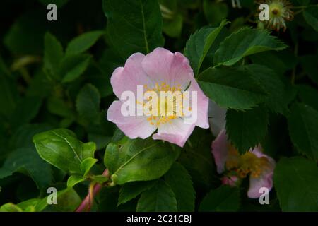 Hündchen (Rosa canina) Blumen wachsen in einem Garten im Sommer, East Yorkshire, England, Großbritannien, GB. Stockfoto