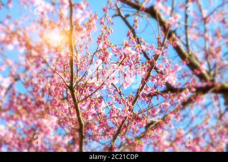 Kirschblüten über blauen Himmelshintergrund Stockfoto