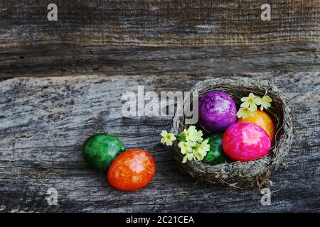 Ein Osternest mit bunten Ostereiern und Primeln Ein Holzhintergrund Stockfoto