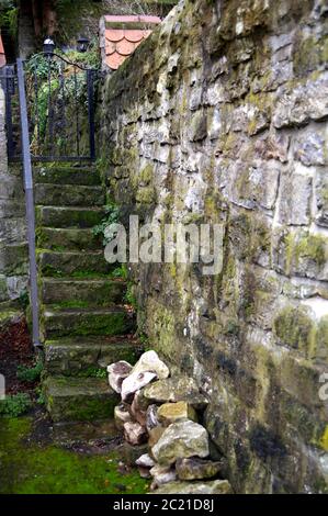 Zugang zum alten Garten über eine Steintreppe und eine Natursteinmauer mit Moos und Unkraut Stockfoto
