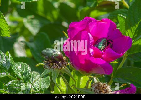 Zwei grüne Käfer auf einem grünen Strauchbett mit rosa Blüten. Stockfoto