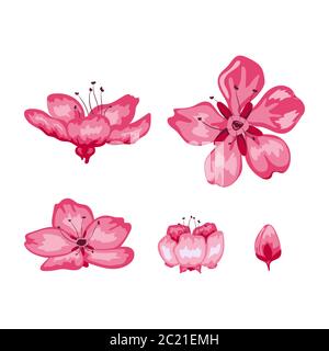 Sakura Blüte Blumen isoliert auf weißem Hintergrund, Vektor-Illustrator Stock Vektor