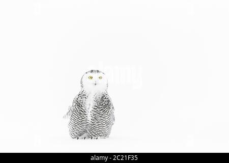 Schneeule (Bubo scandiacus) im Schnee, Ontario, Kanada Stockfoto