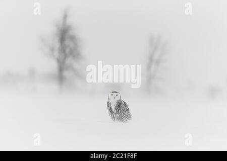 Schneeule (Bubo scandiacus) im Schnee, Ontario, Kanada Stockfoto