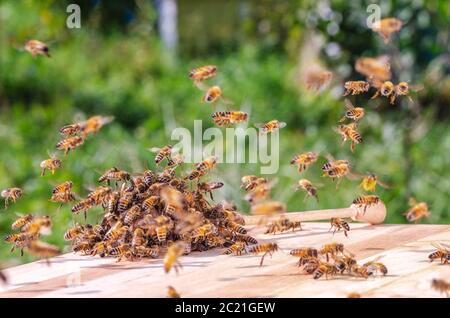 Schwarm von Bienen um ein Schöpflöffel getränkt in Honig im imkerei Stockfoto