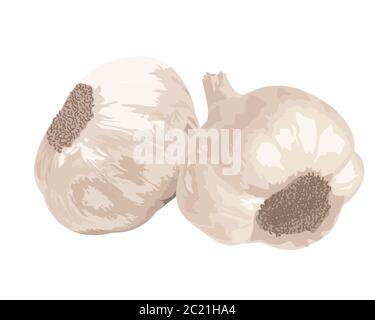 Zwei Knoblauch isoliert auf weißem Hintergrund. Stockfoto